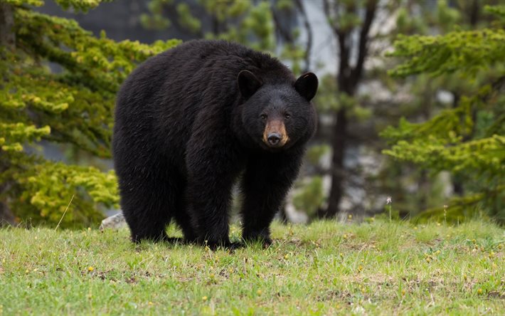 urso preto, preto, urso, vedmedik, grande urso