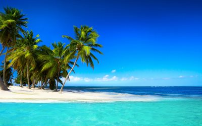 palmer, öar, vit sand, havet, tropikerna