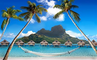 palm trees, tropical paradise, the beach, the ocean, blue, tropical, paradise