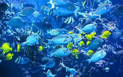 la laguna azul, los corales, mundo submarino, tahití, el pescado, la polinesia