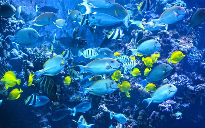 blue lagoon, corals, underwater world, tahiti, fish, polynesia