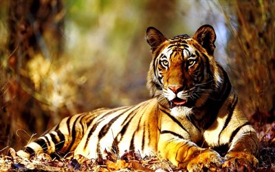autumn, des tigres, des predators, tigre
