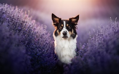 border collie, abend, sonnenuntergang, süße tiere, haustiere, hunde, aussie, lavendelfeld
