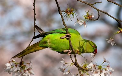 periquito de anel rosa, papagaio verde, psittacula krameri, papagaio indiano ringneck, primavera, papagaios, periquito de pescoço anelado, periquito no galho, índia