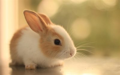 귀여운, 귀여운 동물, 토끼, 베이지 bunny