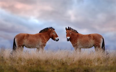 przewalski pferde, 4k, tierwelt, wildpferde, weide, hustai nationalpark, mongolei, asien, pferde