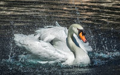 white swan, pond, water, spray, lake, swans