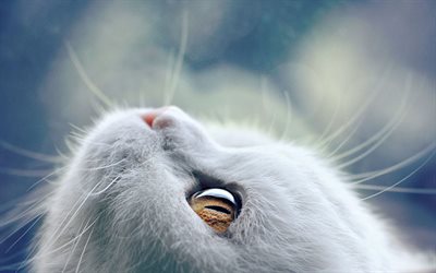 white cat, muzzle, blur, cats