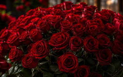 rosas rojas, 4k, bokeh, ramo de rosas, hermosas flores, brotes rojos, fondo con rosas, flores rojas, rosas