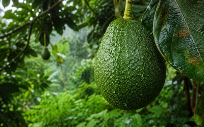 avokado, 4k, orman, sebze, taze sebzeler, avokado çukuru, ağaçta avokado, avokado ile arka plan, olgun avokado, persea amerikanası