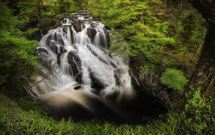 bosque, cascada, río, Swallow Falls, Betws-y-Coed, Gales, Inglaterra