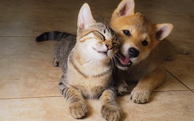 kedi ve köpek, dostluk, köpek yavrusu ve yavru kedi, sevimli hayvanlar, evcil hayvanlar, küçük hayvanlar, kediler, köpekler, yavru köpekler, yavru kedi, dostluk kavramları