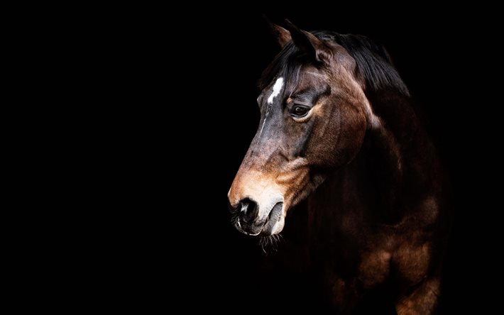 caballo marrón, fondo negro, hermoso caballo, caballo marrón oscuro, hermosos animales, caballos