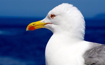 seagull, close-up, wildlife, bokeh, sea, white birds, seabirds, gulls, Laridae, seagulls, picture with seagull