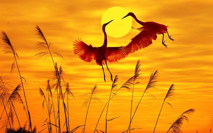 två flamingor, solnedgång, savann, vilda djur, flamingos, kärlekskoncept, afrika, flygande fåglar, större flamingo, bilder med flamingo, röda fåglar, phoenicopterus roseus, flamingo