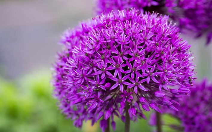 violetti allium, 4k, bokeh, makro, kauniit kukat, koristesipulit, alliumit, violetit kukat, alliumkukat