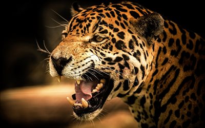 angry jaguar, grin, wildlife, predators, Panthera onca, bokeh, jaguar, predatory cat, predatory look