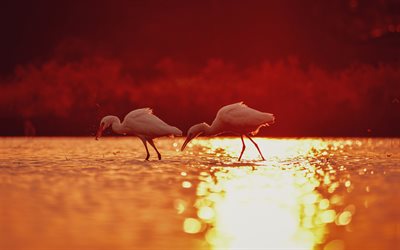 4k, 두 플라밍고, 밝은 해, 호수, 야생 동물, 플라밍고, 일몰, 사랑 개념, 아프리카, 그레이터 플라밍고, 플라밍고와 사진, 붉은 새, 페니콥테루스 로세우스