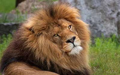 lion, wildlife, wild cat, king of beasts, lions in nature, large lion mane, dangerous animals, lions