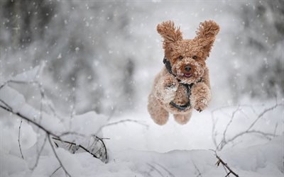 बर्फ में पूडल, 4k, दौड़ता पूडल, प्यारा पूडल, भूरा पूडल, कूदता पूडल, छोटे कुत्ते, सर्दी, बर्फ, शीतकालीन परिदृश्य, पूडल