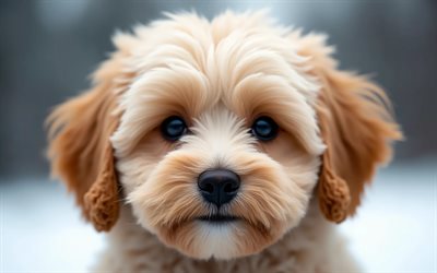 माल्टिपू, 4k, क्लोज़ अप, सर्दी, bokeh, जंगल, कुत्ते, थूथन, प्यारे जानवर, पालतू जानवर, जंगल में कुत्ता, माल्टिपू कुत्ता