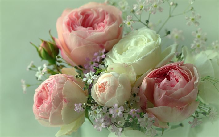 rosas de color rosa, hermosas flores, ramo de rosas, verdes rosas, pétalos de rosa