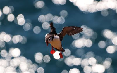 Flying Puffin, 4k, bokeh, exotic birds, wildlife, Fratercula, puffin, pictures with birds, puffins