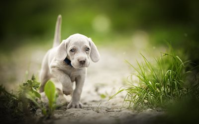 weimaraner welpe, bokeh, süße tiere, hunde, welpen, weimaraner, süße hunde, kleiner welpe