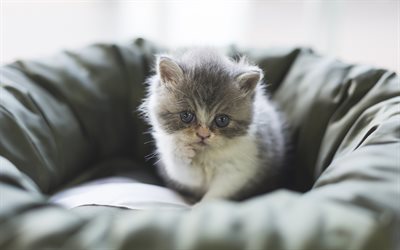 小さな子猫, かわいい動物たち, 灰色猫, ペット, 猫