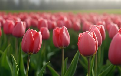 tulipani rosa, fiori primaverili, mattina, background di tulipani, fiori selvatici, tulipani