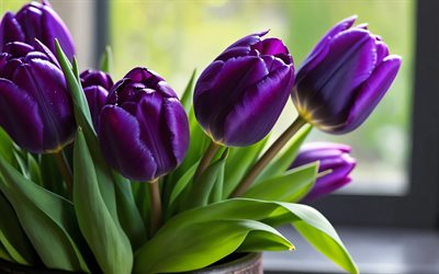 4k, الزنبق البنفسجي, ماكرو, براعم, زهور الربيع, خوخه, باقة من زهور التوليب, زهور جميلة, ربيع, الخلفية مع زهور التوليب, زهور البنفسج, براعم البنفسج, زهور التوليب