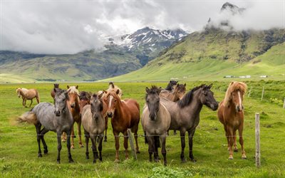 Manada de caballos, montañas, campo verde, Escocia, caballos