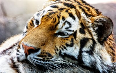 Amur tiger, predator, wild cat, beast, tiger