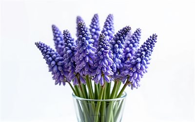 4k, bouquet of muscari, jarrón de vidrio, flores de primavera, muscari 3d, antecedentes con muscari, muscari púrpura, fondo blanco, muscari