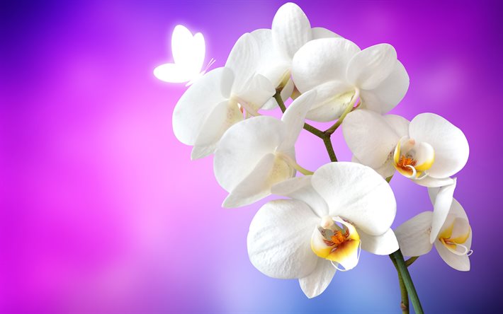 valkoiset orkideat, 4k, trooppiset kukat, orkidea  haara, valkoiset kukat, tausta valkoisilla orkideoilla, kauniita kukkia, orkideat