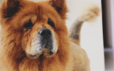 Chow Chow, muzzle, funny animals, dogs