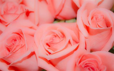 4k, गुलाब के फूल, कलियों, मैक्रो, गुलाबी फूल, गुलाब के साथ तस्वीरें, सुंदर फूल, गुलाब के साथ पृष्ठभूमि, गुलाबी कलियाँ