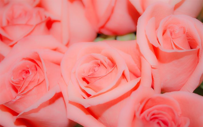 4k, rosas cor de rosa, botões, macro, flores cor de rosa, rosas, fotos com rosas, lindas flores, fundos com rosas, botões cor de rosa