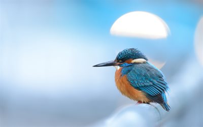 Common kingfisher, beautiful blue yellow bird, Eurasian kingfisher, river kingfisher, pipe bird, winter, Alcedo atthis, kingfisher