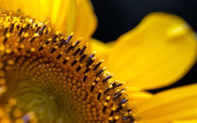 4k, sunflower, macro, yellow petals, summer flowers, Helianthus, sunflowers, picture with sunflowers, yellow flowers