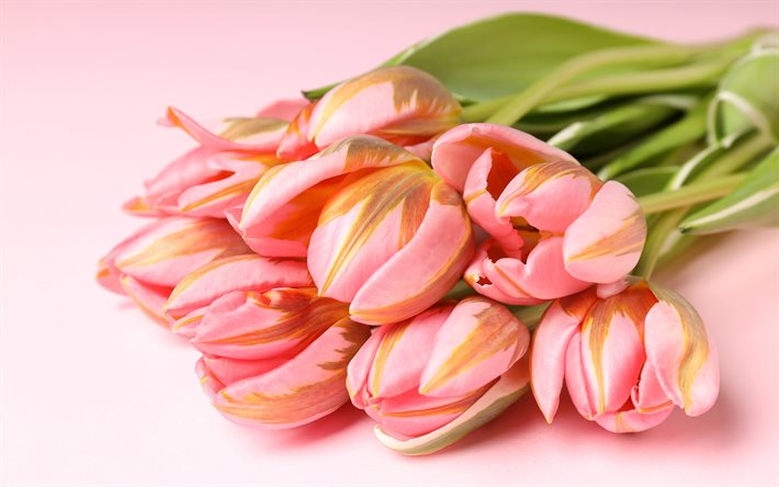 buquê de tulipa rosa, 4k, tulipas, fundo rosa, tulipas cor de rosa, flores da primavera, buquê de tulipa, fundo com tulipas, cartão de saudação