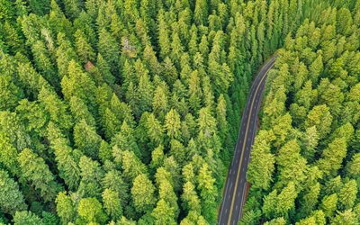 4k, aerial view, forest, fir-tree, highway, beautiful nature, road through the forest, ecology, wildlife