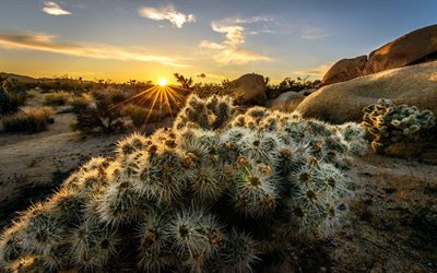 california, hills, cacti, the sun, dawn, usa