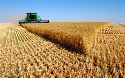 colheitadeira, campo, colheita, ucrânia, trigo, a colheita