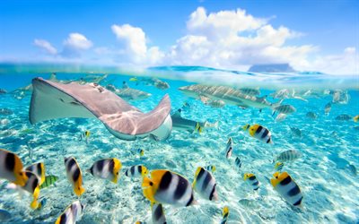 stingrays, tropics, tropical fish, the ocean, fish, underwater world