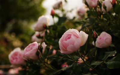 por la noche, rosa, flores de color rosa, las rosas polonia