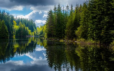 träd, skog, grön skog, sjön, kanada, brittisk columbia