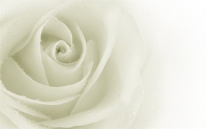 capullo de rosa blanca, la polonia de rosas, rosas blancas