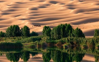les déserts, les chameaux, les oasis, le désert