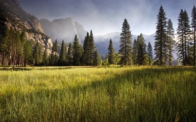 usa, mountains, field, park, meadow, yosemite valley